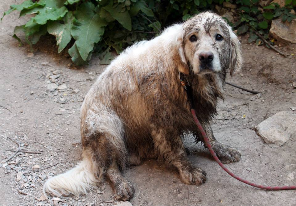 crag_dog_coffee_tape