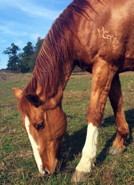 horseshoecanyonranch_coffeetapeclimb