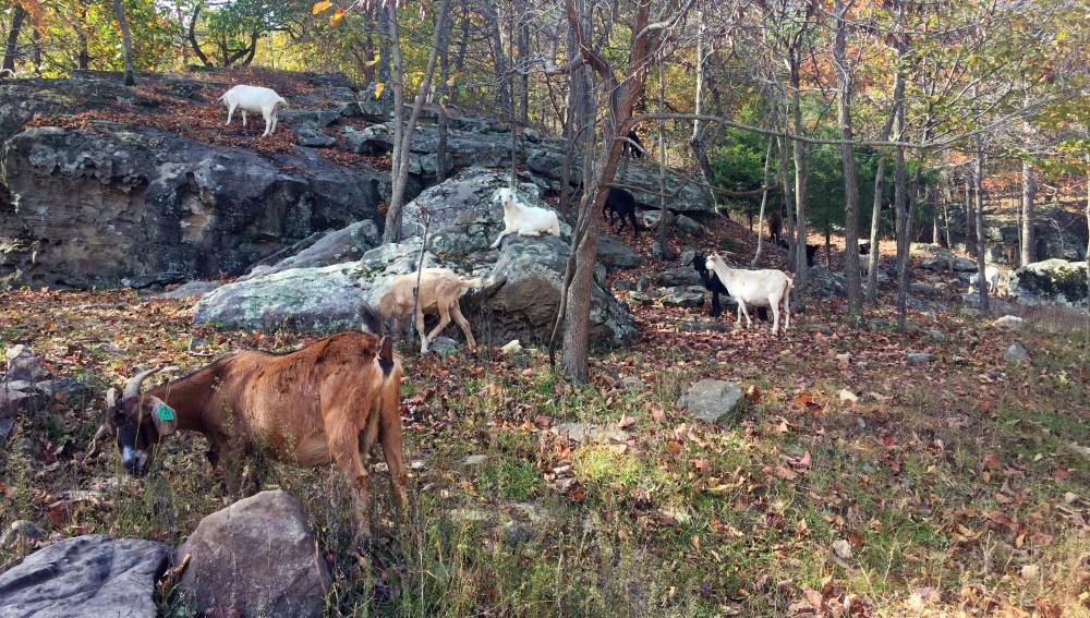 horseshoecanyonranch_goats_coffeetapeclimb